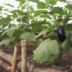 A new kind of farming in the Congo A new kind of farming in the Congo