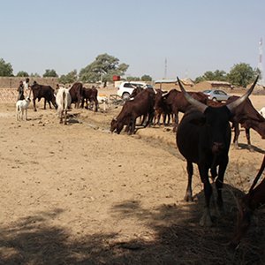 Eni and the FAO together for safe clean water in Nigeria Eni and the FAO together for safe clean water in Nigeria