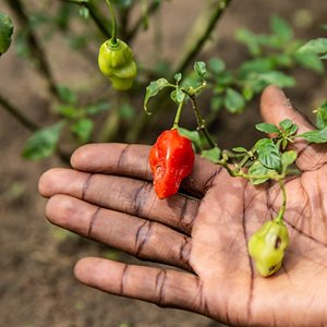 Il progetto CATREP in Congo Il progetto CATREP in Congo