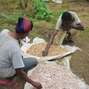 Il progetto CATREP in Congo Il progetto CATREP in Congo