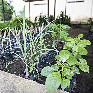 green-rivers-project-plants.jpg green-rivers-project-plants.jpg
