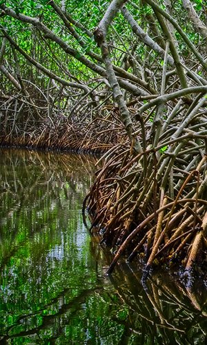 A view from Cartagena's Mangrove Swamp, Colombia