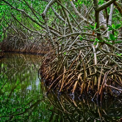 A view from Cartagena's Mangrove Swamp, Colombia