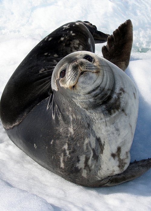 A Weddell Seal A Weddell Seal