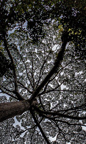 Un prezioso alleato nella lotta ai cambiamenti climatici