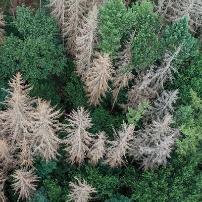 Foresta dall'alto Foresta dall'alto
