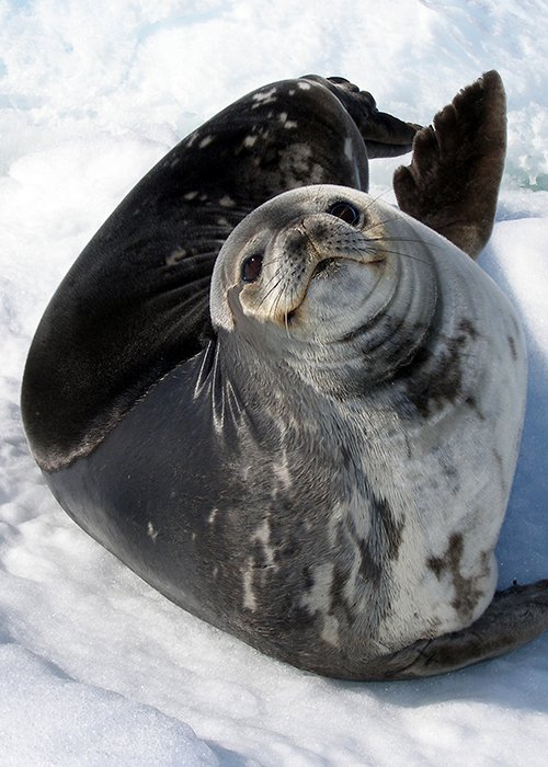 A Weddell Seal A Weddell Seal