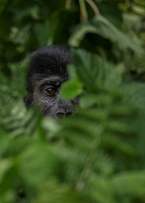 Gorilla nascosto nella vegetazione