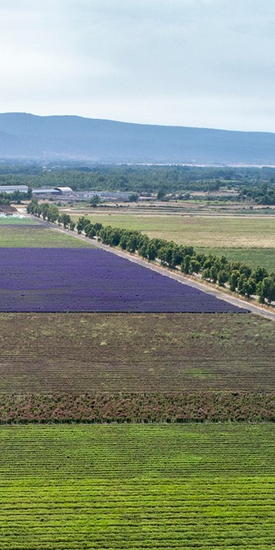Panoramica_azienda_agricola_BF_Arborea_Oristano.jpg Panoramica_azienda_agricola_BF_Arborea_Oristano.jpg