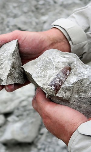 belemnite fossil in chalk rock quarry. belemnite fossil in chalk rock quarry.