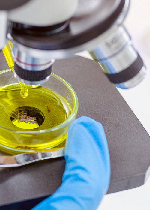 Scienziato testa Biodiesel al microscopio