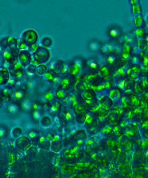 visore-biofissazione-anidride-carbonica.jpg visore-biofissazione-anidride-carbonica.jpg