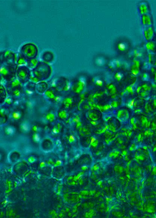 visore-biofissazione-anidride-carbonica.jpg visore-biofissazione-anidride-carbonica.jpg
