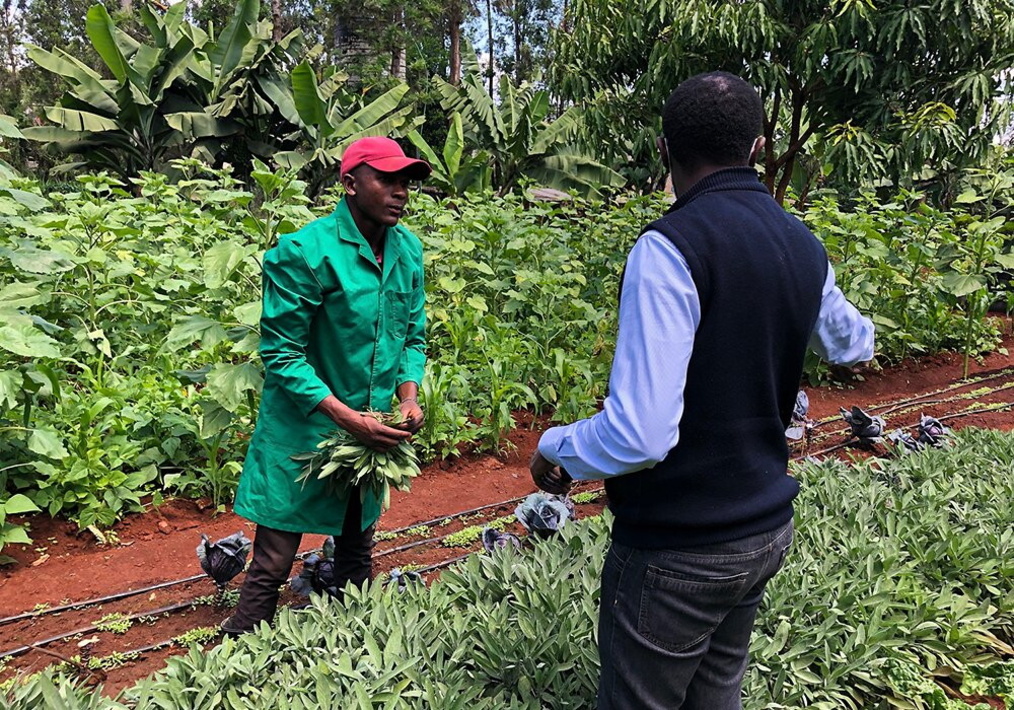 Joule supporta l’agrobusiness in Kenya