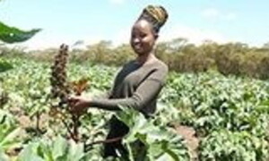Kenya Agribusiness Entrepreneurship Program per un futuro sostenibile