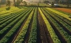 Kenya Agribusiness Entrepreneurship Program, al via i percorsi di accelerazione e incubazione