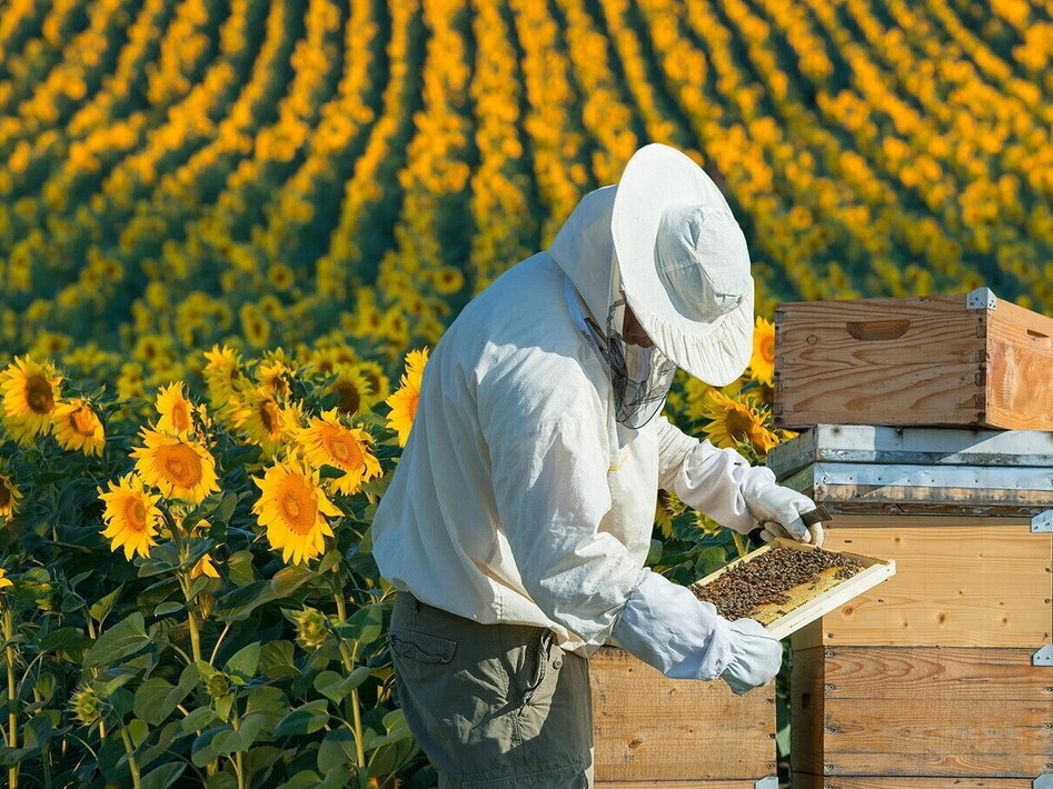 Un sostegno agli apicoltori lucani