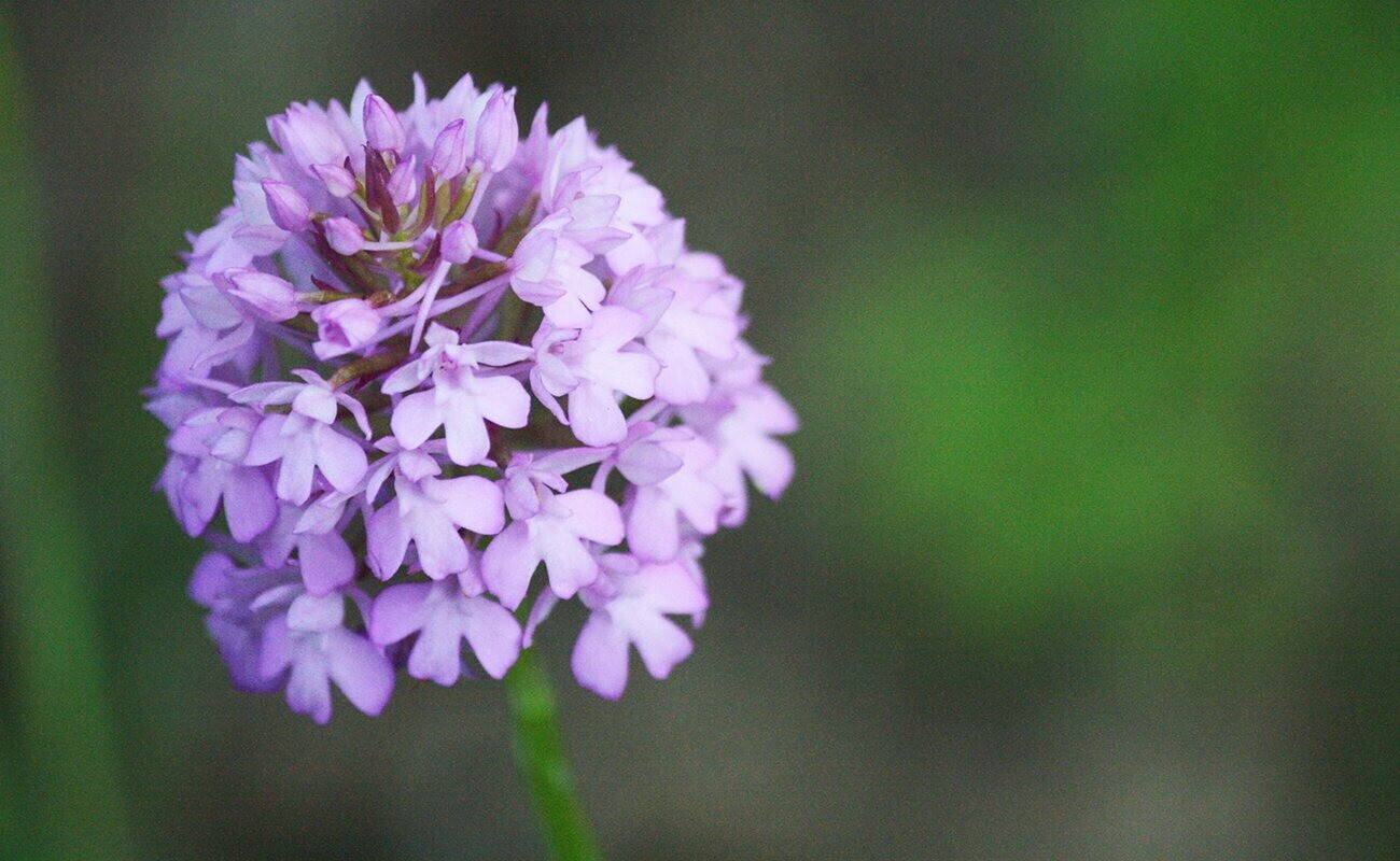 La tutela della biodiversità