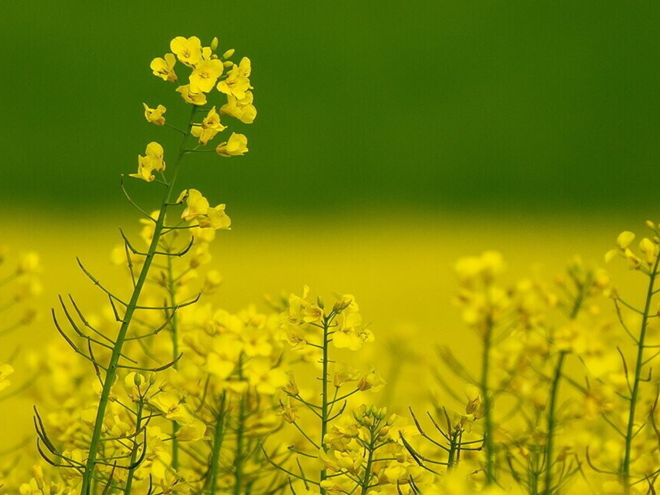 Agri Hub Basilicata, successo della sperimentazione