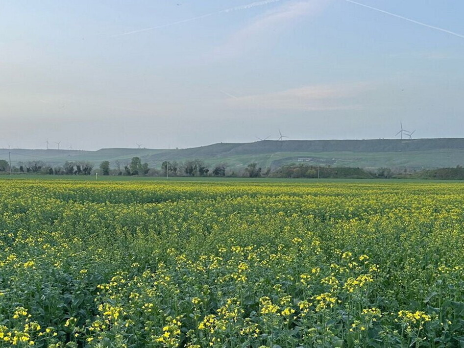 “Agri Hub Basilicata”: un successo la sperimentazione della colza