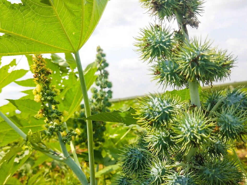 Agri Hub: manifestazione di interesse per “Aggregatori” – Proroga dei termini