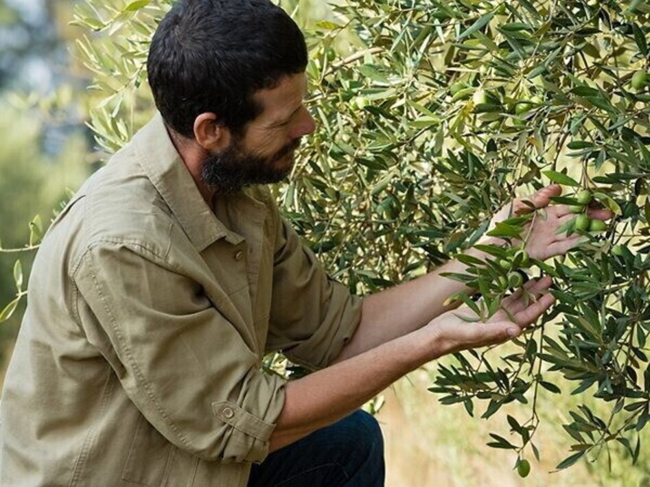 Potatura olivo: ALSIA Basilicata forma i produttori