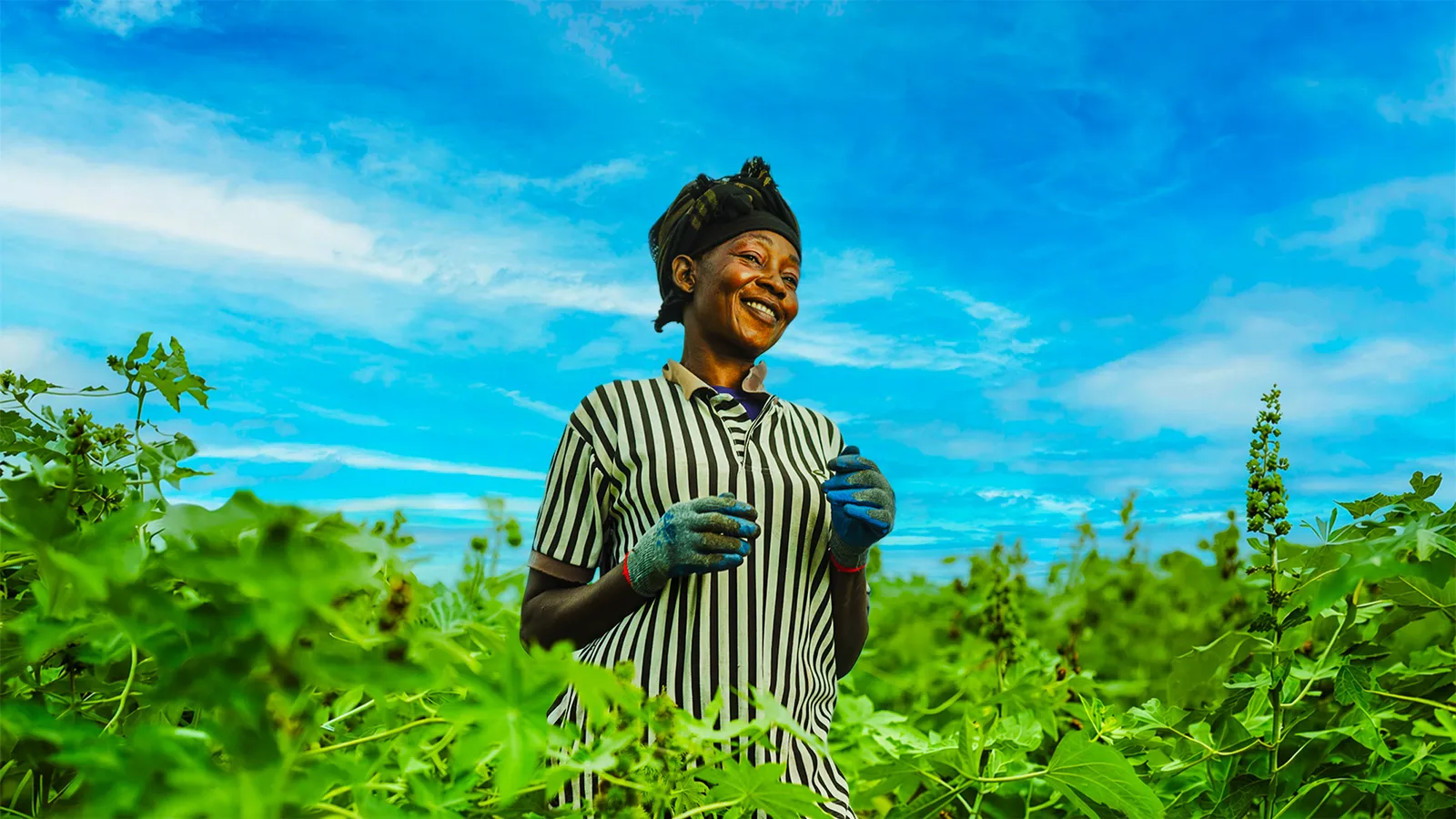 Farmer picking castor in a field.